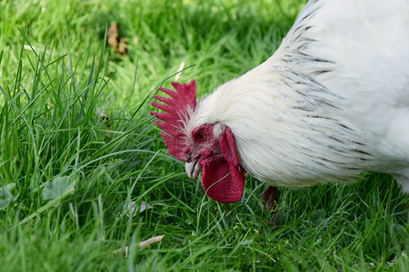 white roosterの写真素材