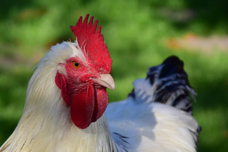 White rooster portraitの写真素材