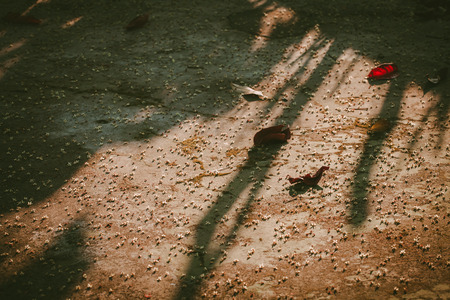 Old leaf and small flower is falling on the ground