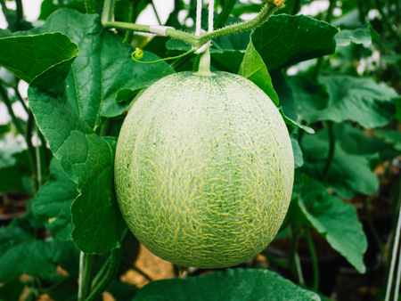Malon or cantaloupe is growing.Melon farm row path close upの写真素材