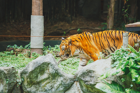 Bengal tiger in Chiangmai zooの写真素材