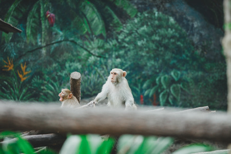 White monkey are sitting on timber in Chiangmai zoo