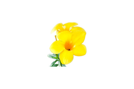 Yellow flower on white background