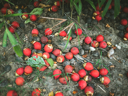 Sealing-wax Palm, Lipstick Palm, Raja Palm (Cyrtostachys renda) has fallen on ground.の写真素材