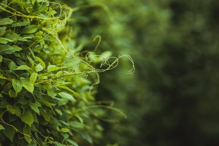 The vine with green leaves twisted separately on a nature background.