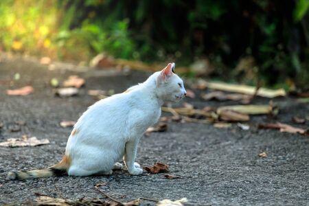 Mixed color cats, black fur, brown fur, white fur sitting on ground with nature backgroundの写真素材