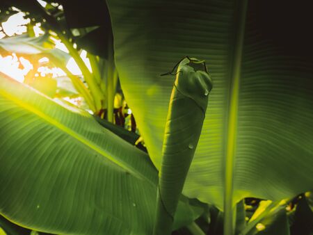 Banana leaves are growing in the banana plantation in the morning while the sun is rising.の写真素材