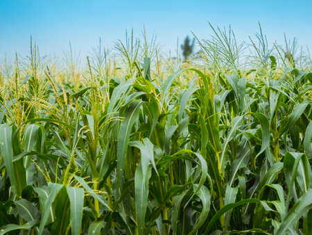 Corn plants are blooming in the midst of a corn farm with soft sunlight.の写真素材