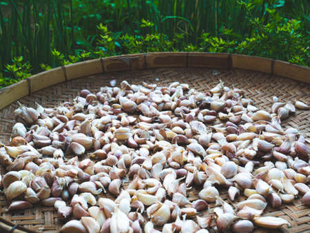 Top view. Garlic placed on a wooden tray to be dried in the sun.の写真素材