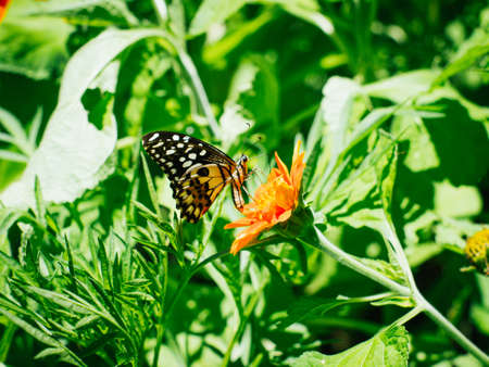 The tropical butterfly flied to perch and suck the nectar or honey from orange zinnia flowers for its food.の写真素材