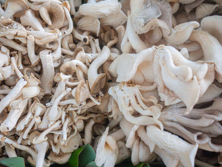 Group of Fresh Indian Oyster or Phoenix Mushroom or Lung Oyster, prepared before cooking or selling.の写真素材