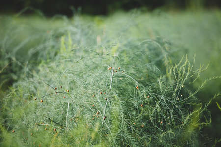 Red seeds or ripe asparagus seeds on the asparagus plant in the garden.