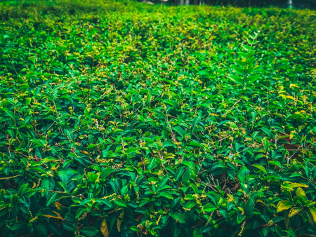 The Landscapes of Green Bush and grassの写真素材