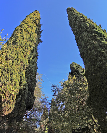 cypressesの写真素材