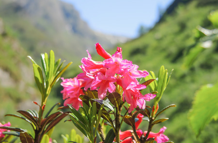 Rhododendron ferrugineum. Orobie Alps
