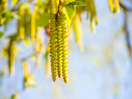 Birch flower