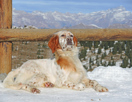 setter dogの写真素材