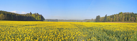 rapeseed fieldsの写真素材