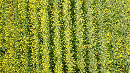 aerial view of yellow rapeseed fields during spring seasonの写真素材