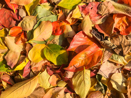 Carpet of autumn leaves in many colors