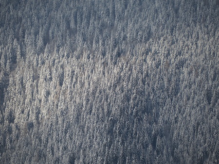 Aerial drone view of the snow-covered woods after a snowfall. Italian Alpsの写真素材