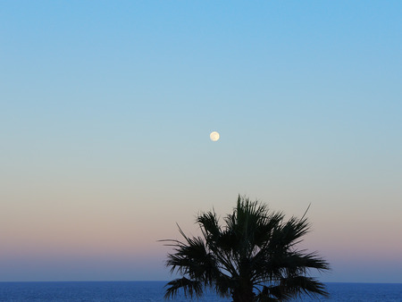 Summer sunrise at Mediterranean sea. A palm, essentiality and simplicityの写真素材
