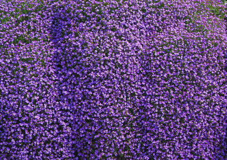 Aubrieta or Aubretia flowers in full bloom on a sunny spring dayの写真素材
