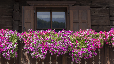 Traditional flowered balcony at the Italian Alps and dolomitesの写真素材