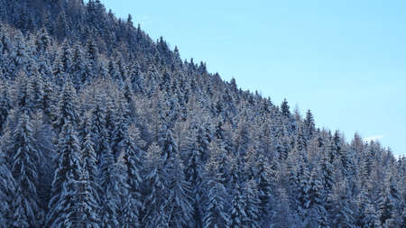 Amazing view of pines covered by snow flakes after the snowfall. Alpine and winter contest. European alps. Wonderful natureの写真素材