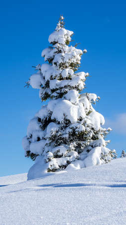 Amazing view of an isolated pine trees covered by fresh snow after snowfall. Alpine and winter contest. Wonderful landscape. Freedom and peaceful contest. Fabulous natureの写真素材