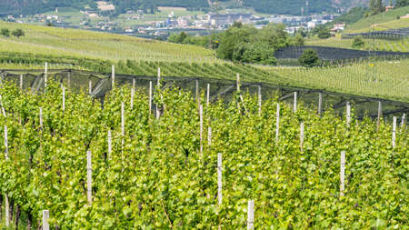 Amazing landscape at the vineyards of the Trentino Alto Adige in Italy. The wine route. Natural...