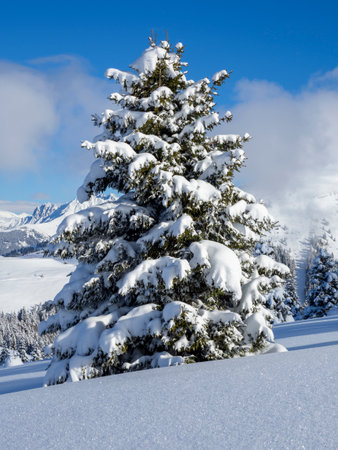 Amazing view of an isolated pine trees covered by fresh snow after snowfall. Alpine and winter contest. Wonderful landscape. Freedom and peaceful contest. Fabulous natureの写真素材