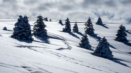 Amazing view of a group of isolated pine trees covered by fresh snow after snowfall. Shadows of the pines on the snow. Alpine and winter contestの写真素材