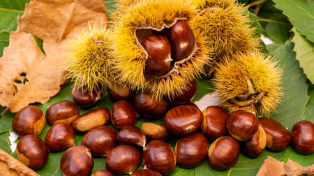 Autumn composition of chestnuts, hedgehogs and chestnut leaves. Fall season. Warm colors. Food backgroundの写真素材