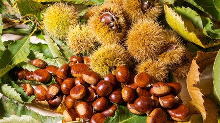 Autumn composition of chestnuts, hedgehogs and chestnut leaves. Fall season. Warm colours. Food backgroundの写真素材