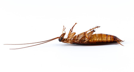 Dead cockroach on white background