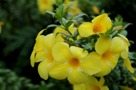 Beautiful sunny chamomile flowers close-up 