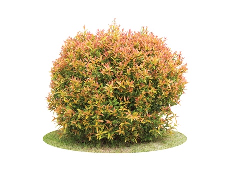 Colorful shrub of Pigeon Berry tree isolated over white backgroundの写真素材