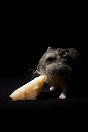 Hamster Eating Cheese の写真素材