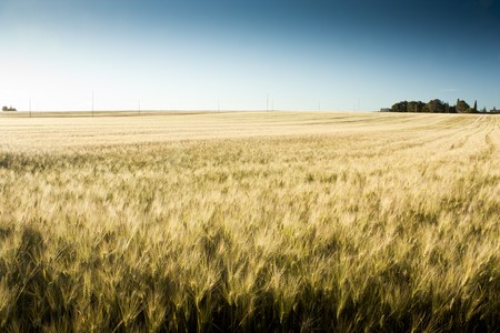 Wheat Fieldの写真素材