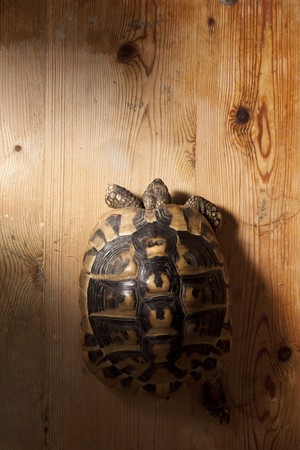 Turtle on Woodの写真素材