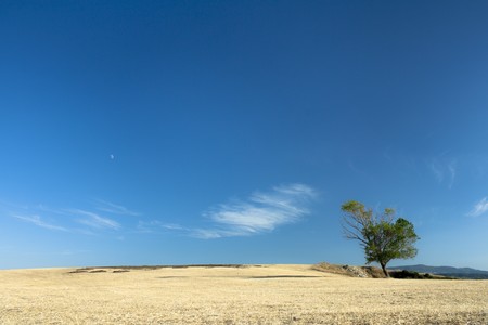 One Tree on Yellow Fieldの写真素材