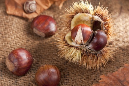 Chestnut with Burの写真素材