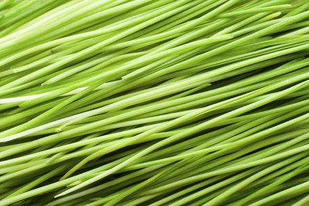 Green Blades of Grass Texture Backgroundの写真素材