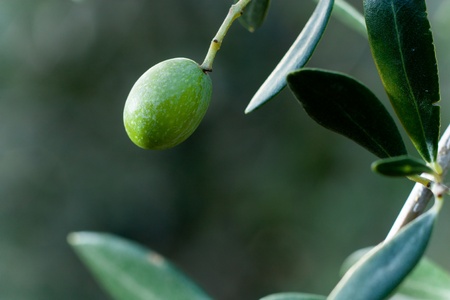 Green Olive on a Branch with Leavesの写真素材