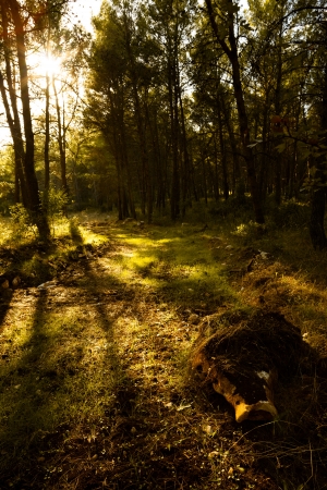 Sunset through Mercadante Forest trees, Apulia, Italyの写真素材