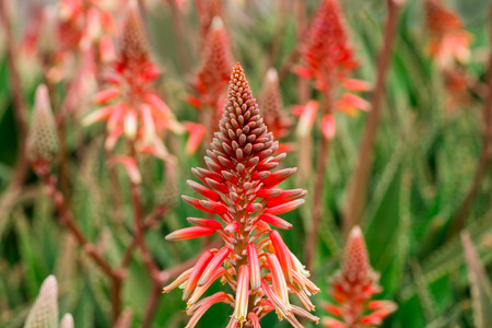 Red Aloe Vera Flowers Close Upの写真素材