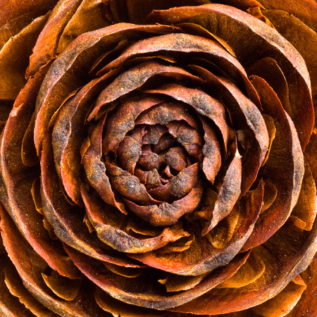 Dry Rose Petals Close Upの写真素材