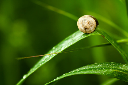 Snail on Wet Green Leaves