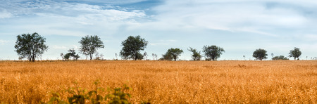 Wild Oat Field with Trees on Murge, Apuliaの写真素材